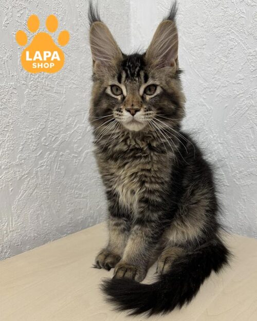 тикований мейн-кун