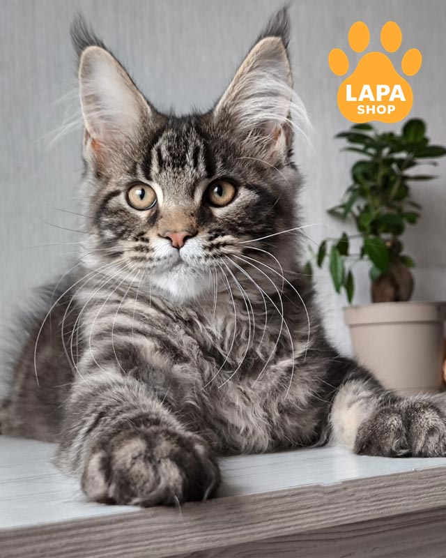 мармуровий мейн-кун