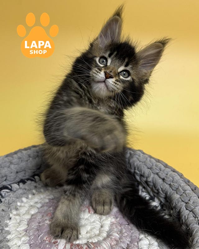 тикований мейн-кун