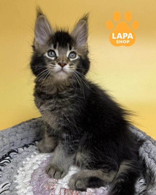 тикований мейн-кун