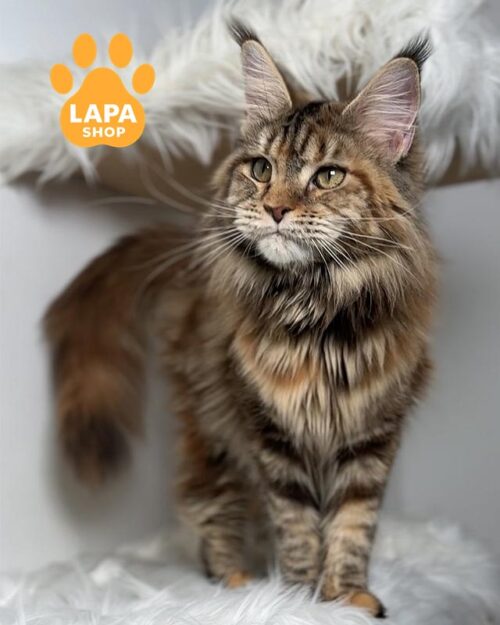 черепахова мейн-кун