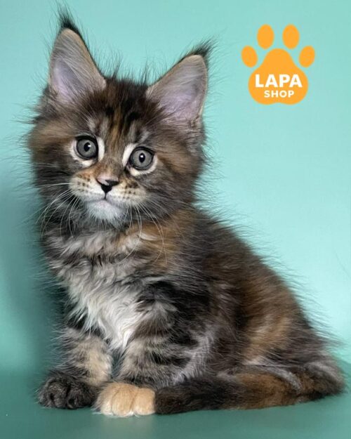 черепахово-мармурова кішка мейн-кун