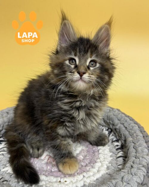 черепахова кішка мейн-кун