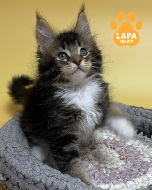 тикований мейн-кун