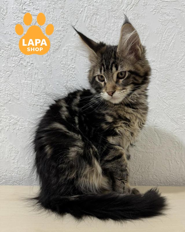 мармуровий мейн-кун