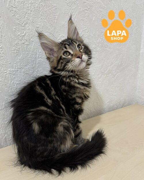 мармуровий мейн-кун