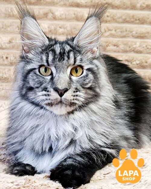 чорне сріблясте мейн-кун