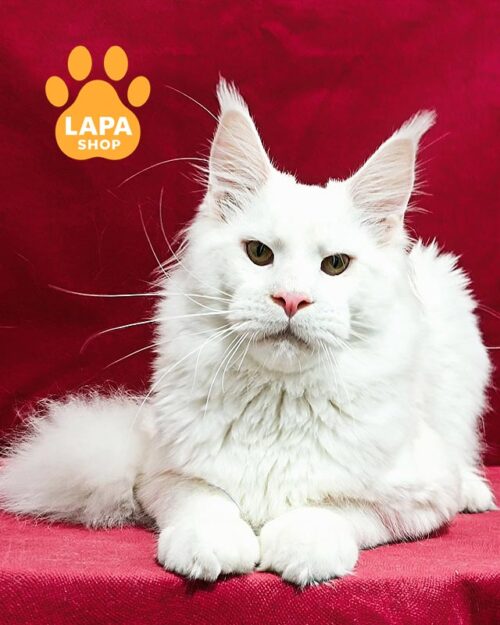 білий мейн-кун