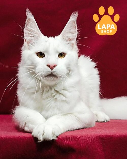 білий мейн-кун