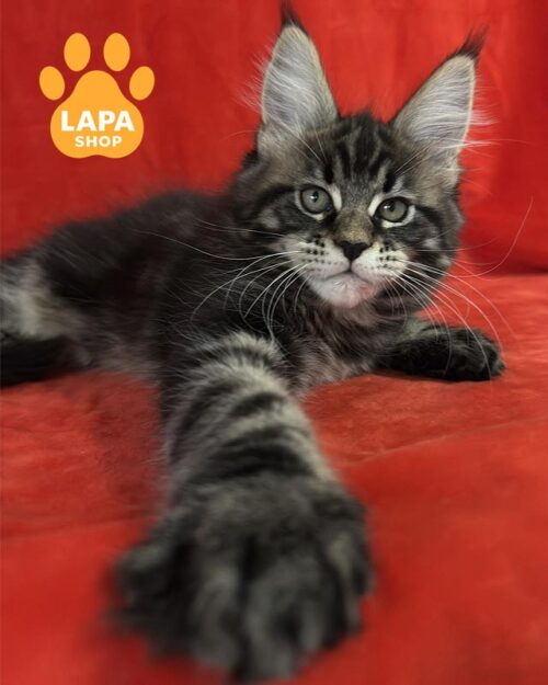 Maine Coon marble kitty