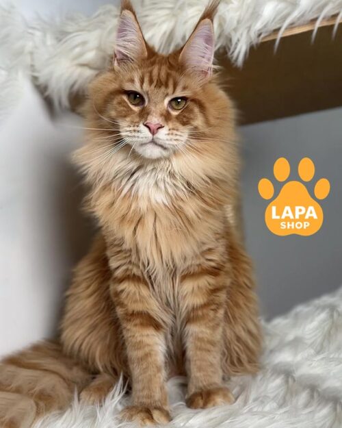 плямисто-рудий мейн-кун