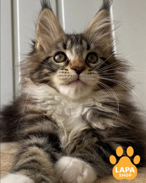 мармурова кішка мейн-кун