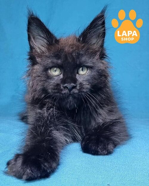 черная кошка мейн-кун