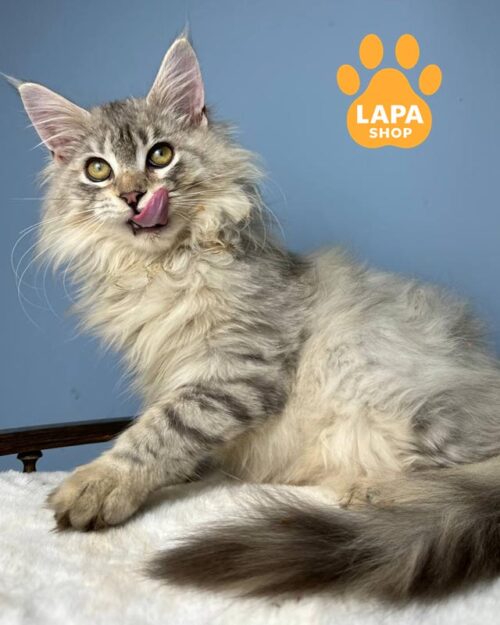 срібляста кішка мейн-кун