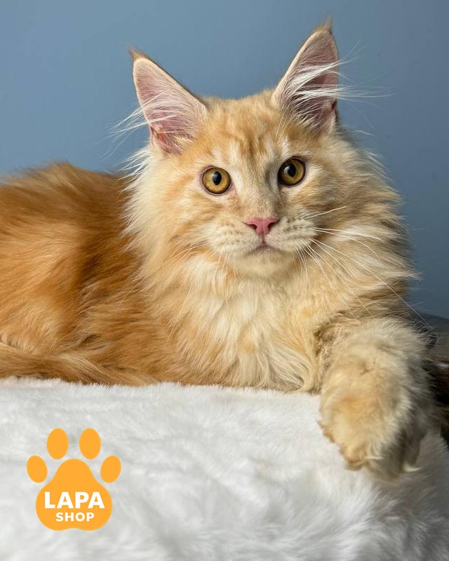 рудий мейн-кун