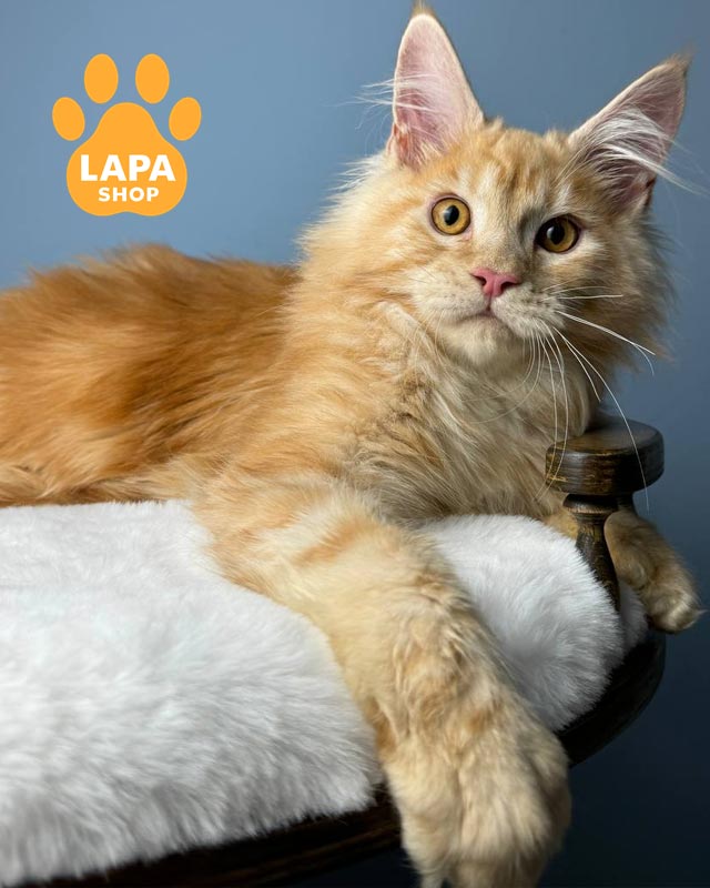 рудий мейн-кун