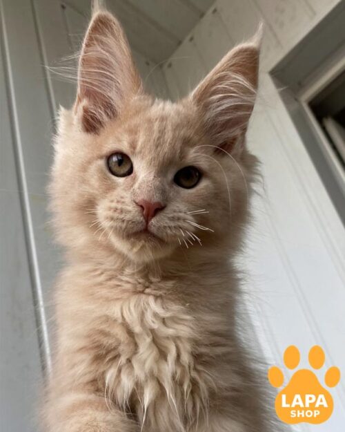 кремовий мейн-кун