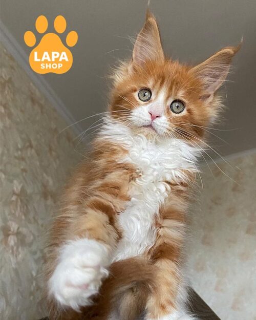 біло-руда кішка мейн-кун