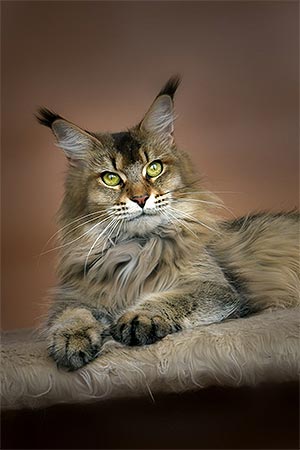 Роскошный котенок породы мейн-кун Adam mco mom 1