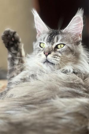 Ефектний мейн-кун в розкішній шубці Yevhen mco mom1 1