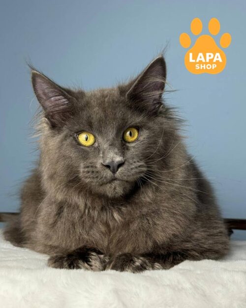 блакитний мейн-кун