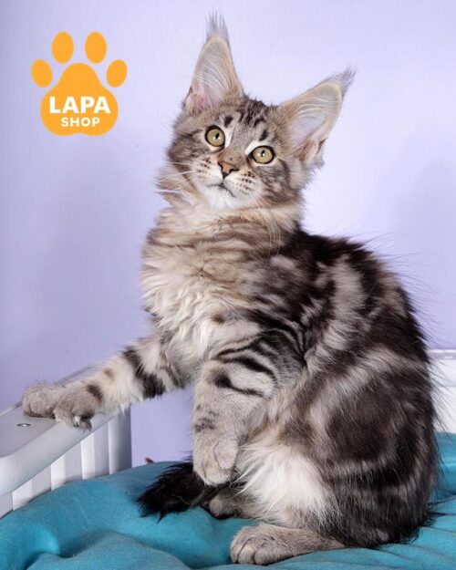 Maine Coon polydactyl kitty