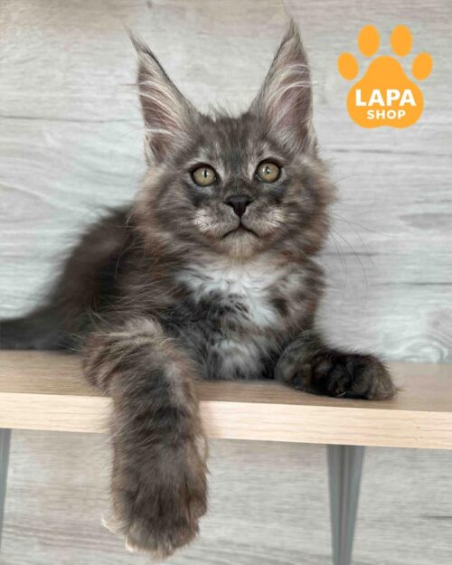 димний мейн-кун