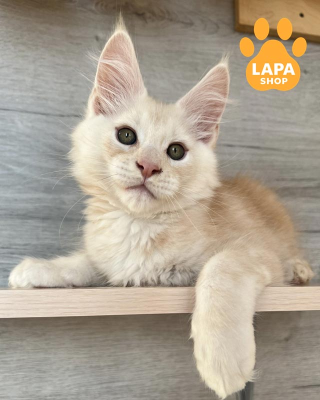 димно-рудий мейн-кун