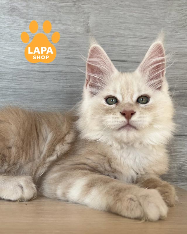 кремовий мейн-кун