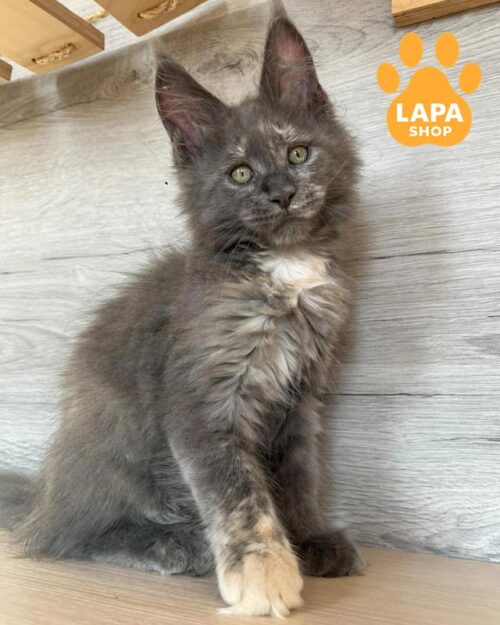 блакитно-черепахова кішка мейн-кун