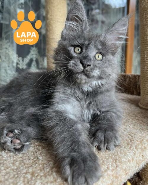 блакитно-сріблястий мейн-кун