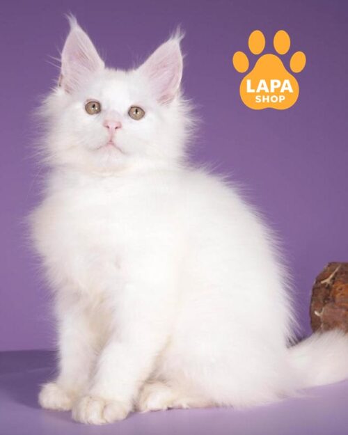 snow-white Maine Coon