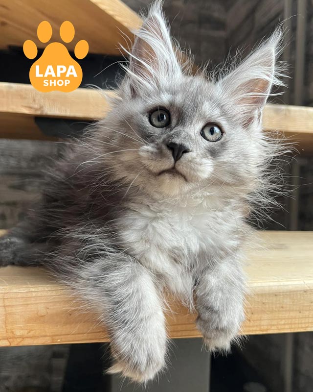 димна кішка мейн-кун