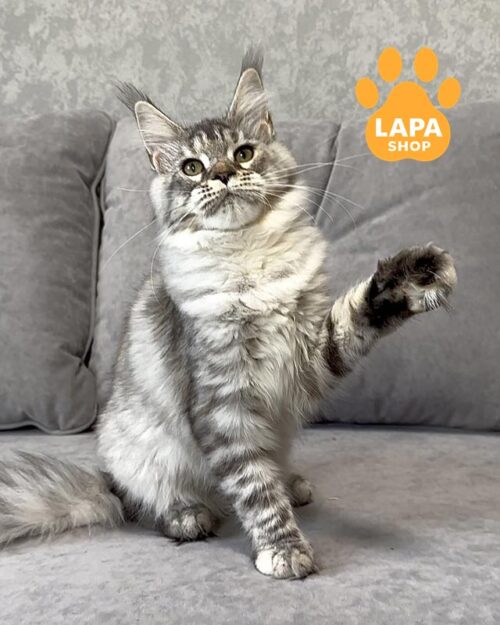 silver Maine Coon kitty