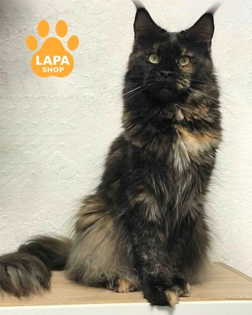 черепахова кішка мейн-кун