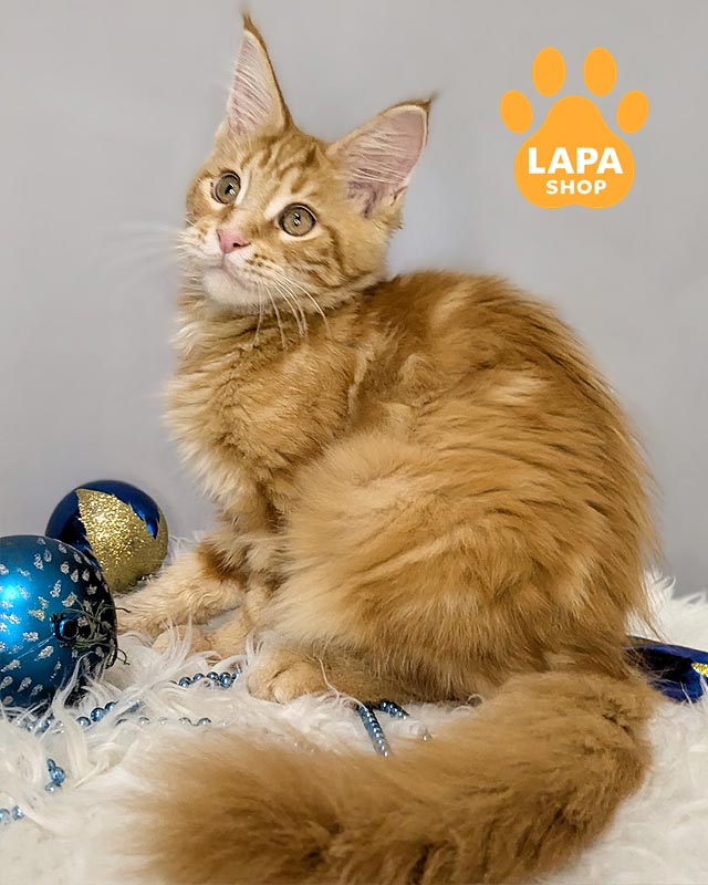 руда кішка мейн-кун