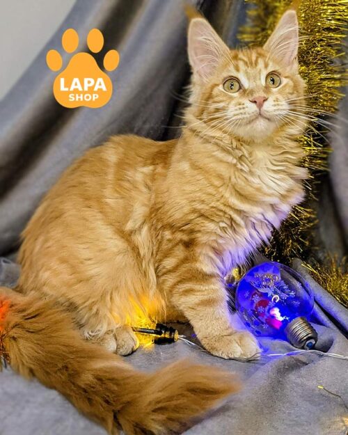 руда кішка мейн-кун