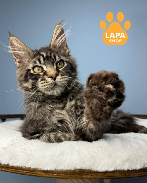 тигровий мейн-кун