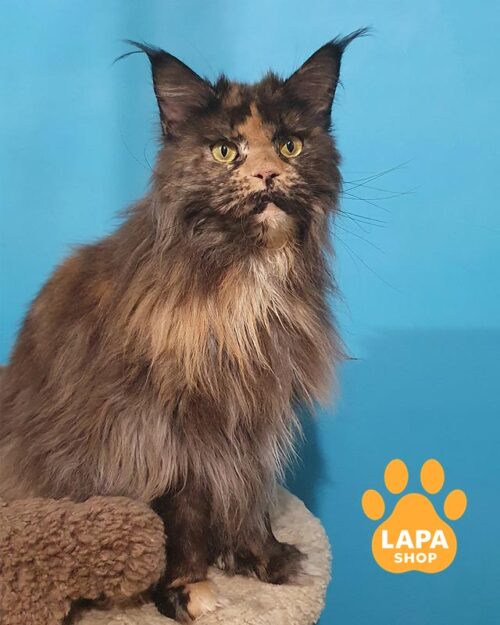 Невероятно красивая кошечка-чемпион породы мейн-кун в роскошной пушистой шубке Тесса mco tessa 1000