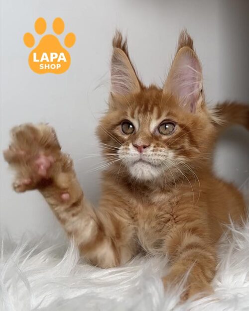 рудий мейн-кун