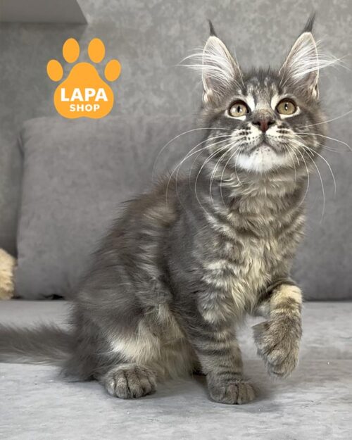 кошка мейн-кун полидакт