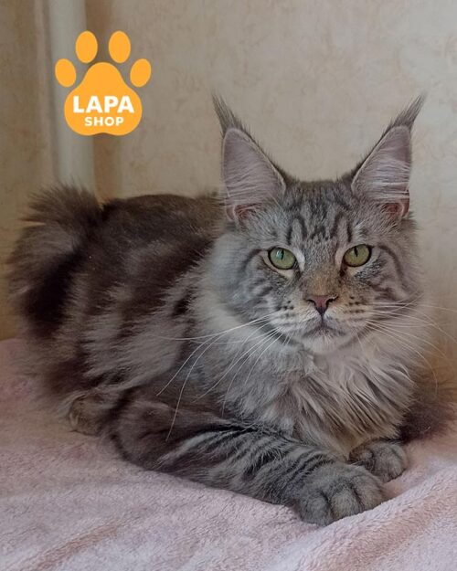 серебристая мейн-кун