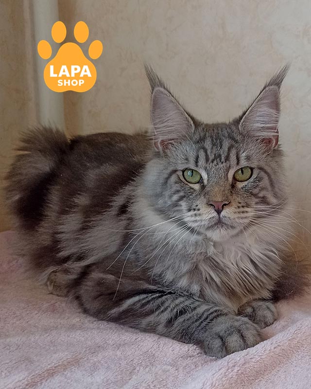 серебристая мейн-кун