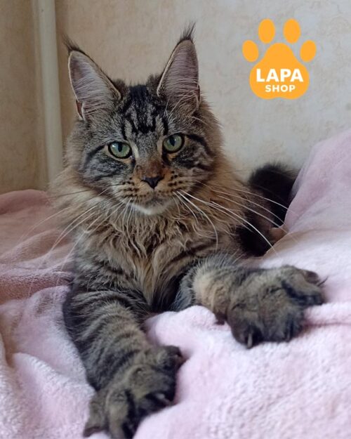 серебристо-мраморная кошка мейн-кун