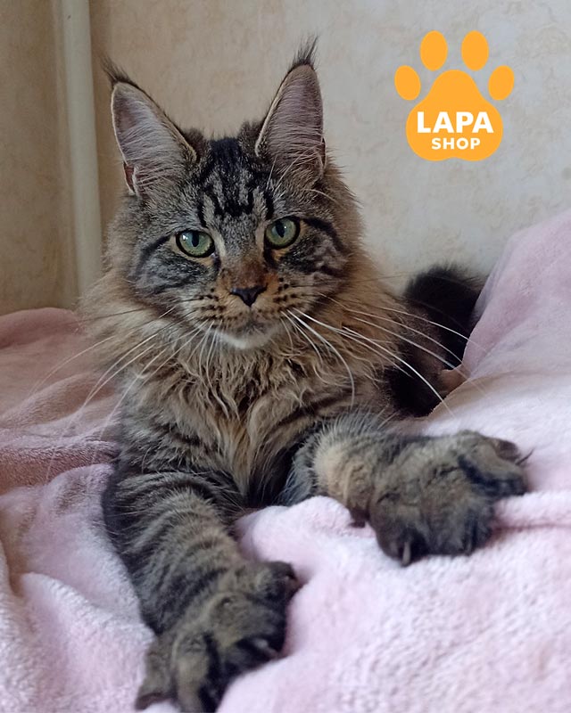 серебристо-мраморная кошка мейн-кун