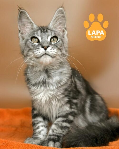 серебристый мейн-кун <br> <br>