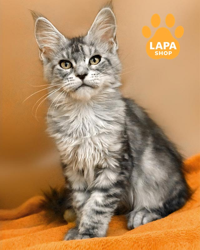 серебристо-мраморная кошка мейн-кун