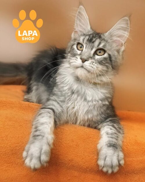 серебристо-мраморная кошка мейн-кун