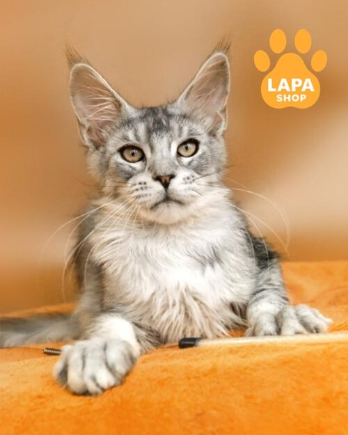 серебристый мейн-кун <br> <br>