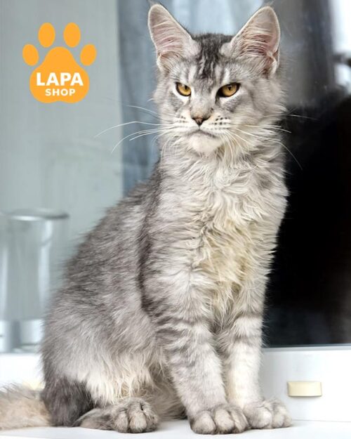 silver Maine Coon <br> <br> <br>